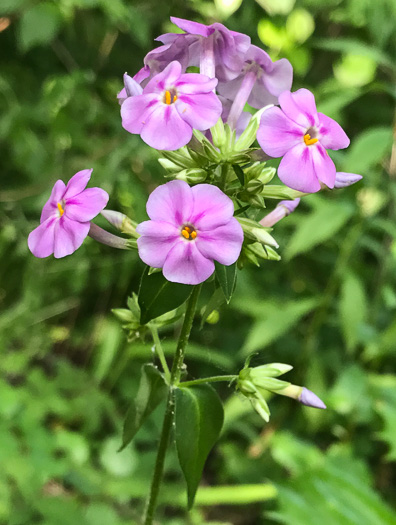 image of Phlox carolina, Carolina Phlox, Thick-leaf Phlox, Giant Phlox