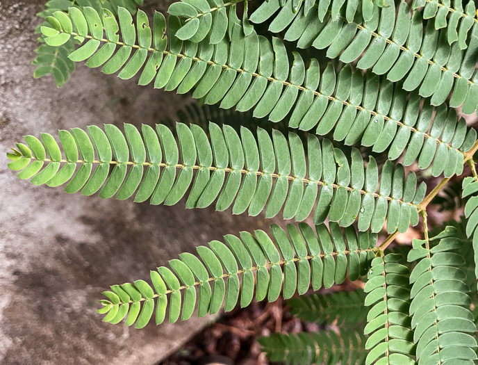 Albizia julibrissin, Mimosa, Silktree, Albizia