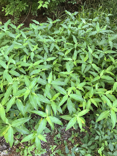 image of Commelina virginica, Virginia Dayflower