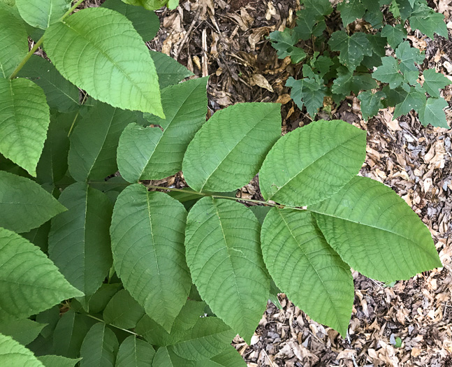 image of Juglans cinerea, Butternut, White Walnut