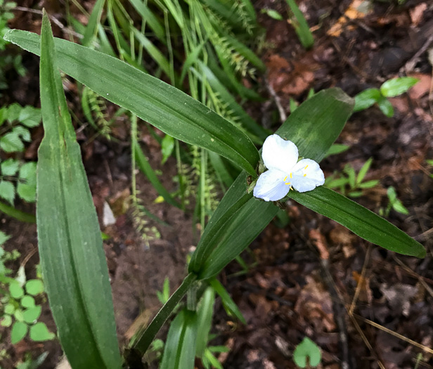 image of Tradescantia subaspera, Zigzag Spiderwort, Wide-leaved Spiderwort