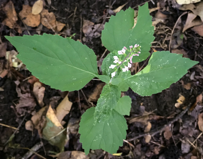 image of Phryma leptostachya, American Lopseed