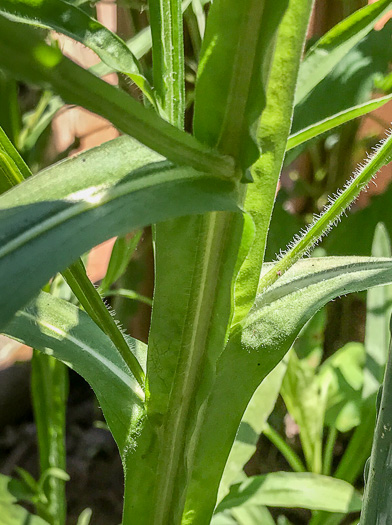 image of Helenium flexuosum, Purplehead Sneezeweed, Southern Sneezeweed