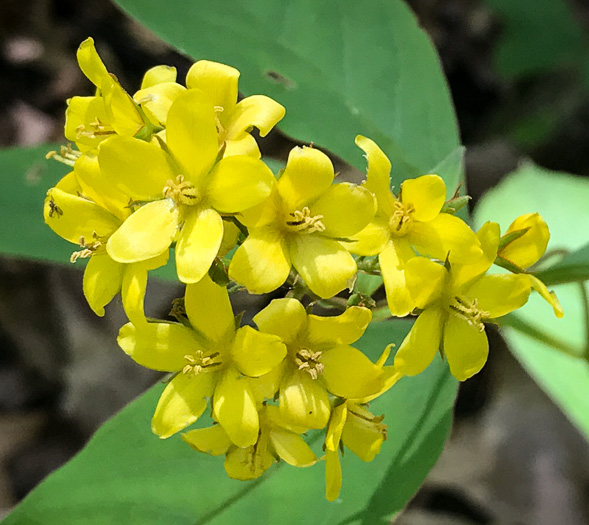 image of Lysimachia fraseri, Fraser's Loosestrife