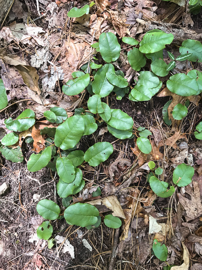 image of Epigaea repens, Trailing Arbutus, Mayflower