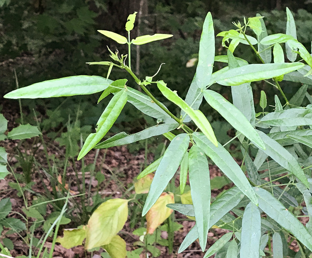 Desmodium paniculatum var. paniculatum, Panicled Tick-trefoil