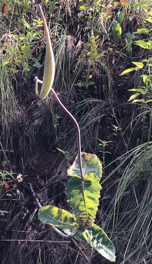 image of Asclepias amplexicaulis, Wavyleaf Milkweed, Clasping Milkweed, Sand Milkweed, Blunt-leaved Milkweed