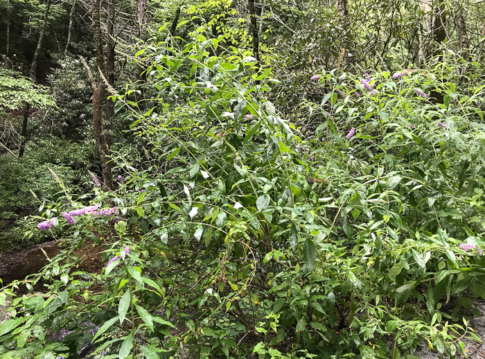 image of Buddleja davidii, Orange-eye Butterflybush, Summer-lilac