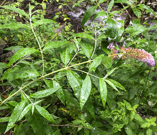 image of Buddleja davidii, Orange-eye Butterflybush, Summer-lilac