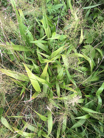 image of Dichanthelium polyanthes, Many-flowered Witchgrass, Small-fruited Witchgrass, Roundseed Witchgrass