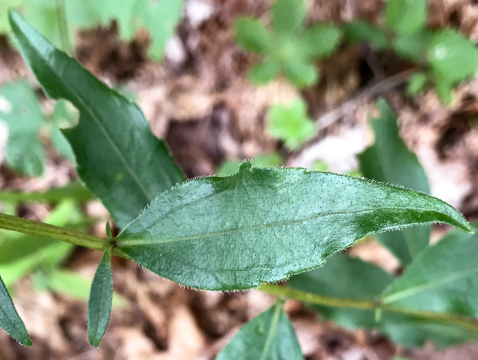 image of Sericocarpus caespitosus, Toothed Whitetop Aster