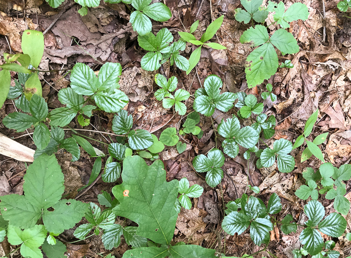 image of Rubus hispidus, Swamp Dewberry, Bristly Dewberry