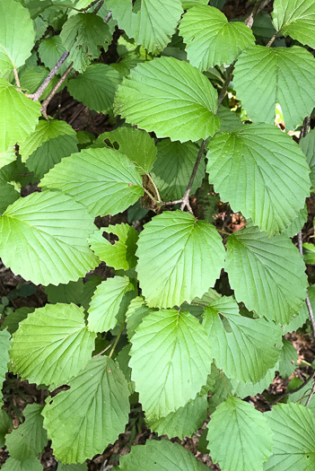 image of Viburnum carolinianum, Carolina Arrowwood