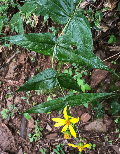 image of Helianthus divaricatus, Woodland Sunflower, Spreading Sunflower