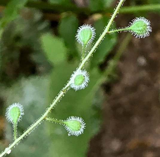 image of Circaea canadensis, Canada Enchanter's Nightshade