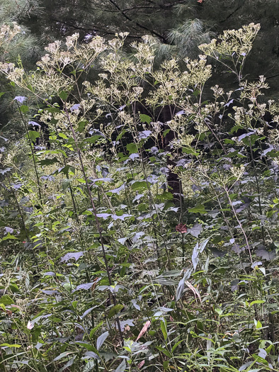 image of Arnoglossum atriplicifolium, Pale Indian-plantain