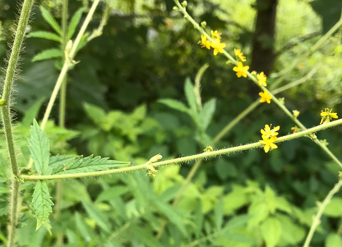 image of Agrimonia parviflora, Southern Agrimony, Small-flowered Agrimony, Harvestlice