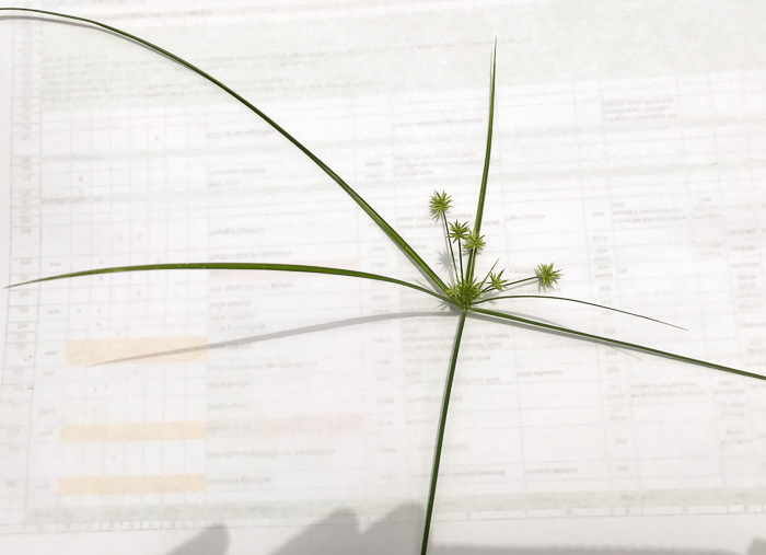 image of Cyperus croceus, Baldwin's Flatsedge