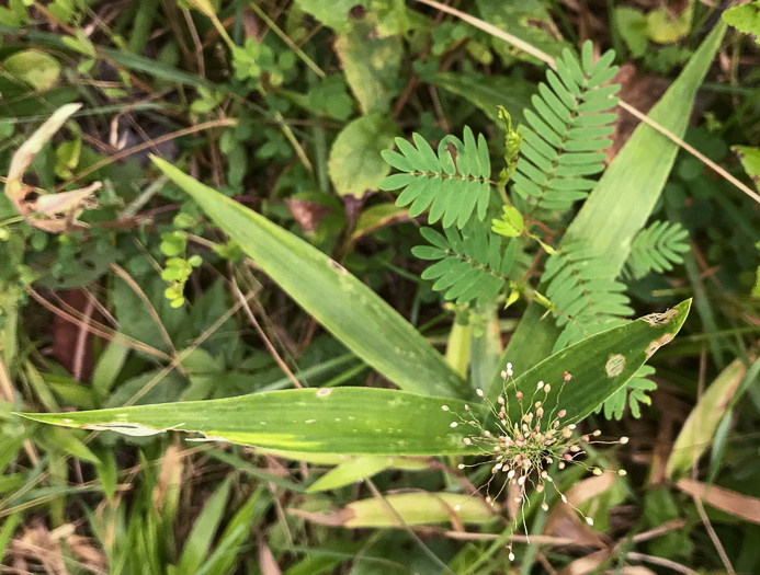 image of Dichanthelium polyanthes, Many-flowered Witchgrass, Small-fruited Witchgrass, Roundseed Witchgrass