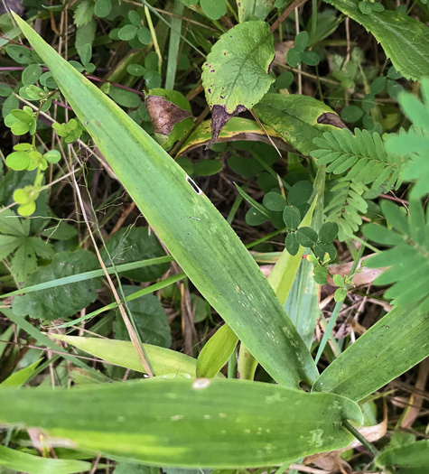 image of Dichanthelium polyanthes, Many-flowered Witchgrass, Small-fruited Witchgrass, Roundseed Witchgrass