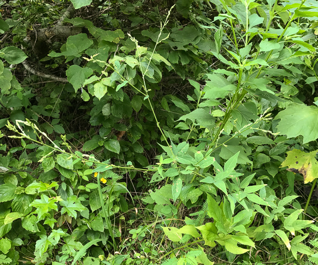 image of Desmodium glabellum, Tall Tick-trefoil, Dillen's Tick-trefoil