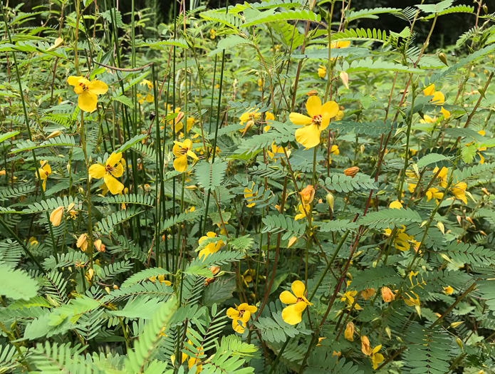 image of Chamaecrista fasciculata var. fasciculata, Common Partridge-pea, Showy Partridge Pea