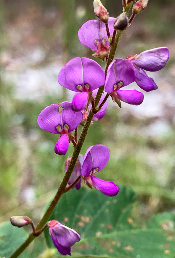 image of Desmodium obtusum, Stiff Tick-trefoil