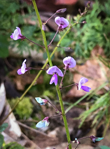 image of Desmodium lineatum, Matted Tick-trefoil, Sand Tick-trefoil