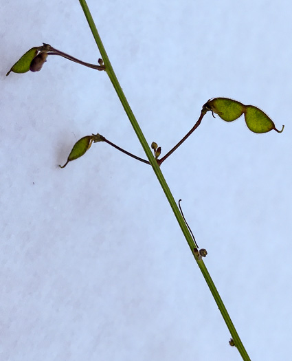 image of Desmodium lineatum, Matted Tick-trefoil, Sand Tick-trefoil