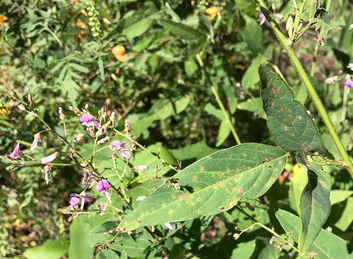 image of Desmodium glabellum, Tall Tick-trefoil, Dillen's Tick-trefoil