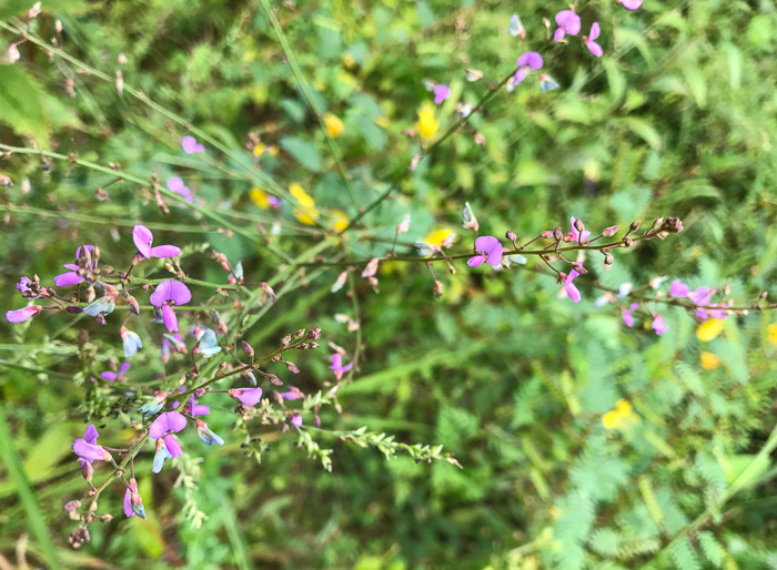 image of Desmodium ciliare, Hairy Small-leaf Tick-trefoil, Littleleaf Tick-trefoil