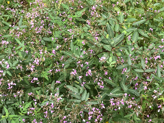 image of Desmodium paniculatum var. paniculatum, Panicled Tick-trefoil