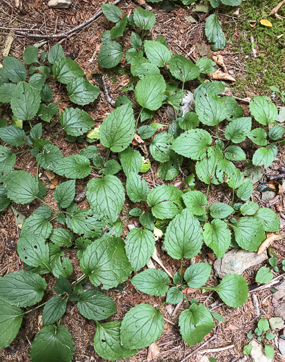 image of Rugelia nudicaulis, Rugel's Ragwort, Rugelia, Rugel's Indian-plantain