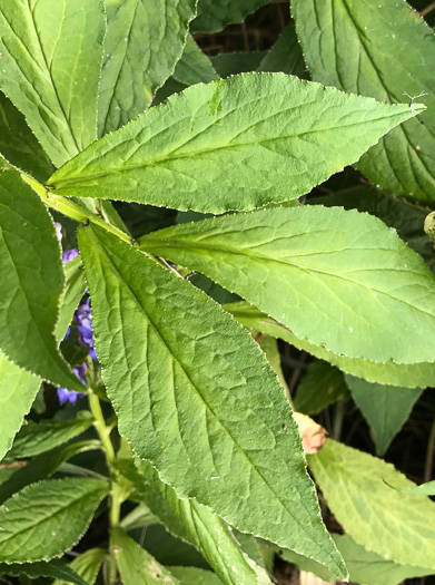 image of Lobelia siphilitica, Great Blue Lobelia