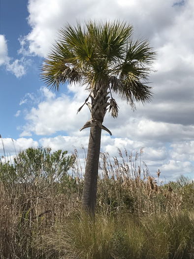 Cabbage Palmetto