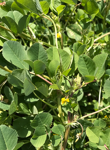 image of Medicago polymorpha, Toothed Medick, Smooth Bur-clover