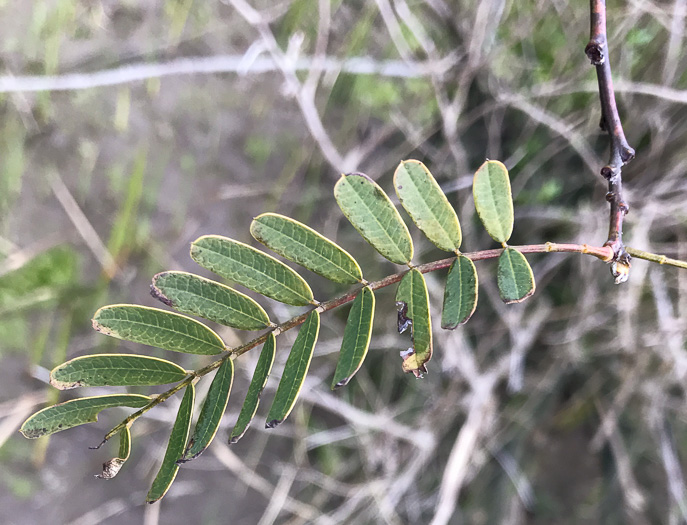 image of Sesbania punicea, Rattlebush, Purple Sesban, Scarlet Wisteria-tree, Red Sesban