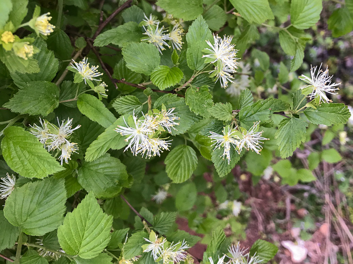 image of Neviusia alabamensis, Alabama Snow-wreath, Neviusia