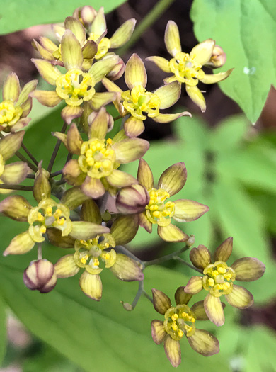 image of Caulophyllum thalictroides, Common Blue Cohosh, Papooseroot, Green Vivian