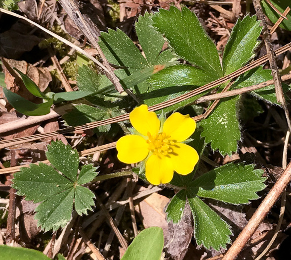 image of Potentilla canadensis, Dwarf Cinquefoil, Running Five-fingers