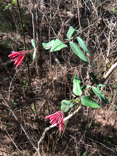 image of Lonicera sempervirens, Coral Honeysuckle, Trumpet Honeysuckle, Scarlet Honeysuckle, Woodbine