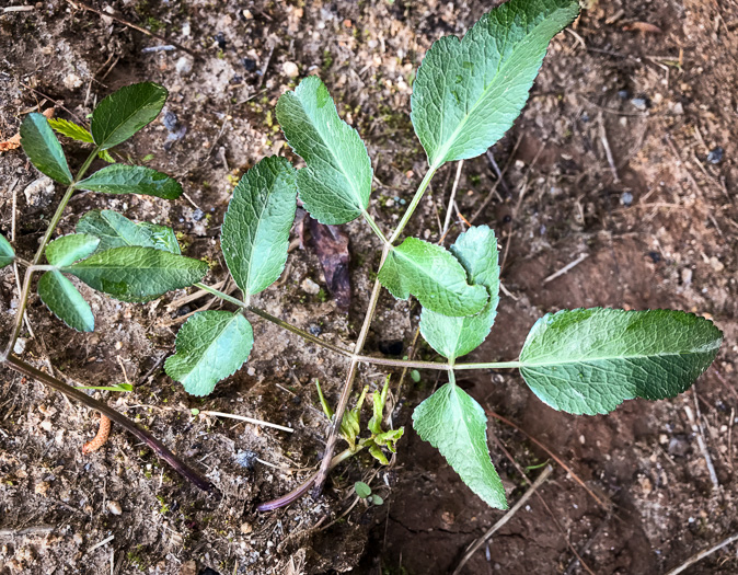 image of Angelica venenosa, Hairy Angelica, Downy Angelica, Deadly Angelica, Woodland Angelica