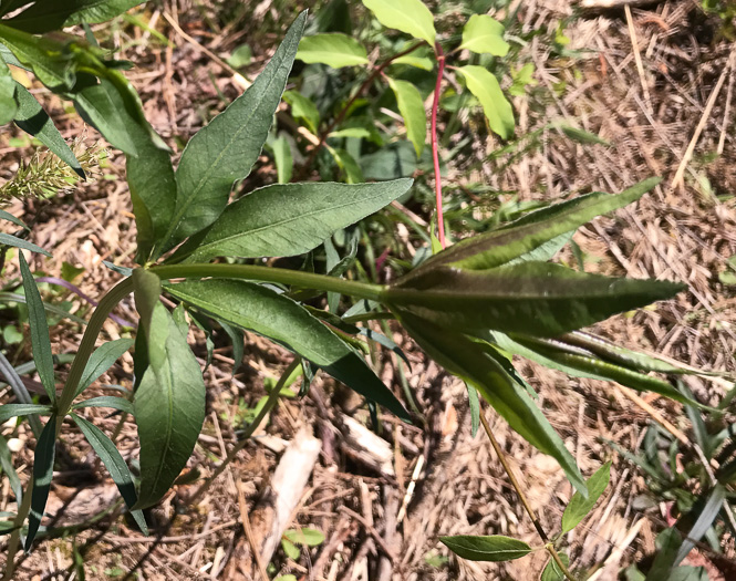 image of Coreopsis major var. rigida, Whorled Coreopsis, Stiffleaf Coreopsis, Greater Tickseed, Whorled Tickseed