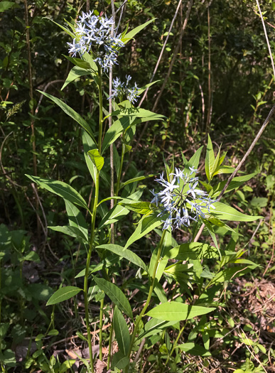 image of Amsonia tabernaemontana, Eastern Bluestar, Blue Dogbane, Wideleaf Bluestar