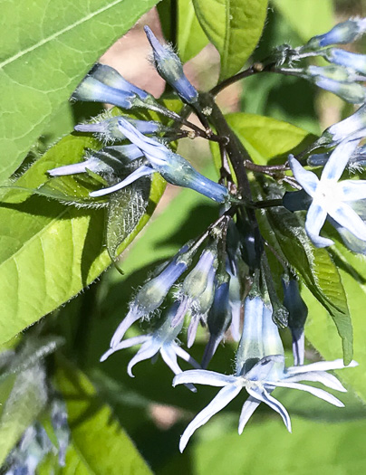 image of Amsonia tabernaemontana, Eastern Bluestar, Blue Dogbane, Wideleaf Bluestar