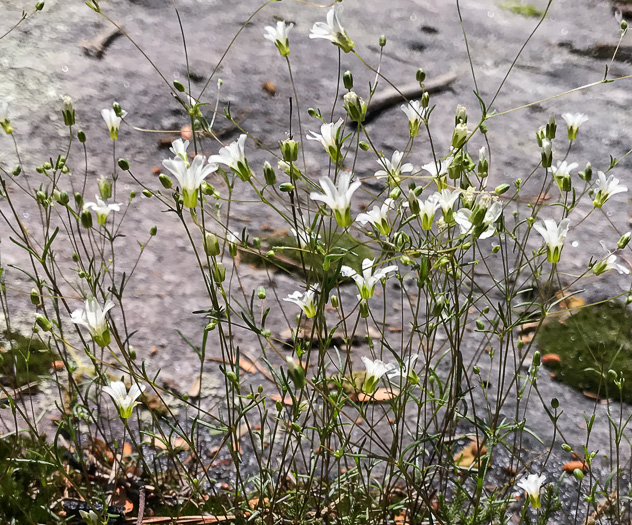 image of Geocarpon glabrum, Appalachian Sandwort