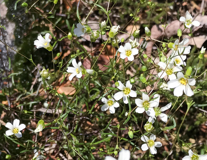 image of Geocarpon glabrum, Appalachian Sandwort