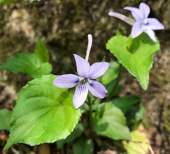 image of Viola rostrata, Longspur Violet