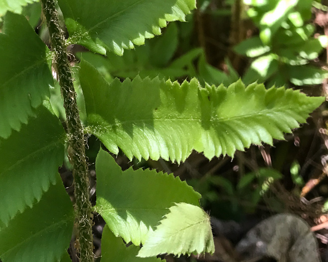 image of Polystichum acrostichoides, Christmas Fern