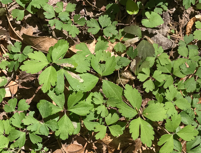 image of Anemone quinquefolia, Wood Anemone